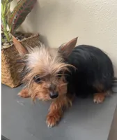 Tessa, a female Yorkshire Terrier for sale in Houston, TX – Photo 3 of 10