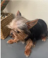 Tessa, a female Yorkshire Terrier for sale in Houston, TX – Photo 7 of 10