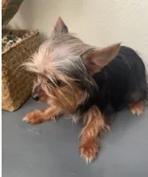 Tessa, a female Yorkshire Terrier for sale in Houston, TX – Photo 1 of 10
