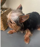 Tessa, a female Yorkshire Terrier for sale in Houston, TX – Photo 8 of 10