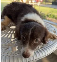 Shasta, a female Pomchi for sale in Houston, TX – 5 of 9