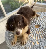 Shasta, a female Pomchi for sale in Houston, TX – 2 of 9
