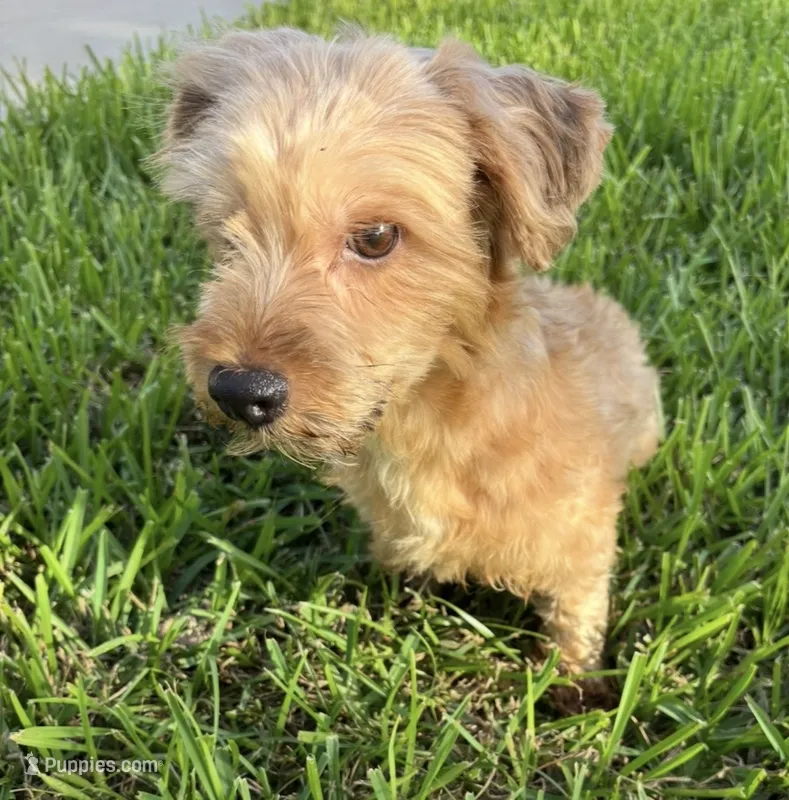 Beau  – Morkie puppy for sale in Houston, TX