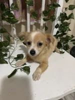 Cici, a female Chihuahua for sale in Houston, TX – 3 of 8