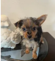 Buddy, a male Yorkshire Terrier for sale in Houston, TX – 7 of 7
