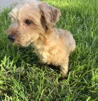 Beau , a male Morkie for sale in Houston, TX – 3 of 6