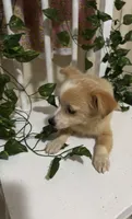 Cici, a female Chihuahua for sale in Houston, TX – 8 of 8