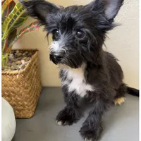 Lulu, a female Yorkipoo for sale in Houston, TX – Photo 5 of 9