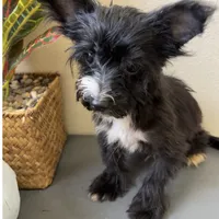 Lulu, a female Yorkipoo for sale in Houston, TX – Photo 8 of 9