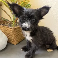 Lulu, a female Yorkipoo for sale in Houston, TX – Photo 3 of 9