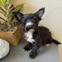 Lulu, a female Yorkipoo for sale in Houston, TX – Photo 9 of 9