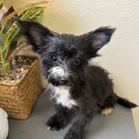 Lulu, a female Yorkipoo for sale in Houston, TX – Photo 7 of 9