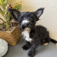 Lulu, a female Yorkipoo for sale in Houston, TX – Photo 1 of 9