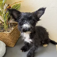 Lulu, a female Yorkipoo for sale in Houston, TX – Photo 2 of 9