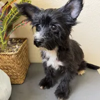 Lulu, a female Yorkipoo for sale in Houston, TX – Photo 4 of 9