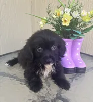 Bentley, a male Maltipoo for sale in Houston, TX – 9 of 9