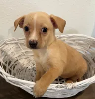 Alfie, a male Chihuahua for sale in Houston, TX – 5 of 6