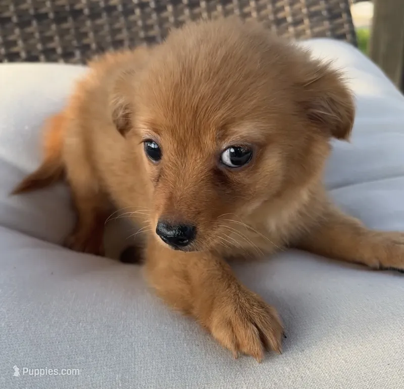 Waffles  – Chihuahua puppy for sale in Houston, TX