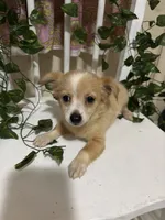 Cici, a female Chihuahua for sale in Houston, TX – 5 of 8
