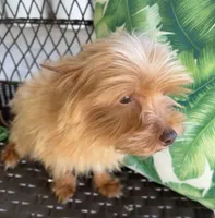 Guero , a male Morkie for sale in Houston, TX – 7 of 7