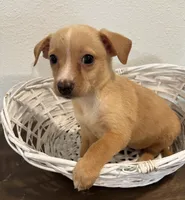 Alfie, a male Chihuahua for sale in Houston, TX – 4 of 6