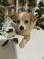 Cici, a female Chihuahua for sale in Houston, TX – 2 of 8