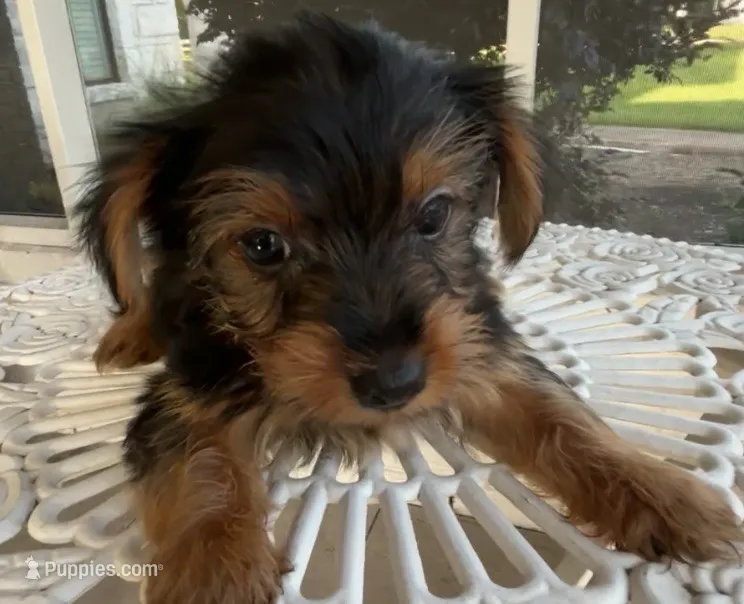 Milo – Yorkshire Terrier puppy for sale in Houston, TX