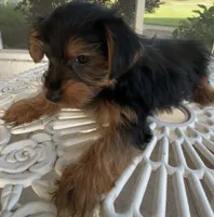 Milo, a male Yorkshire Terrier for sale in Houston, TX – 5 of 7