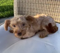 Cowby , a male Morkie for sale in Houston, TX – 2 of 6