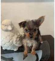 Buddy, a male Yorkshire Terrier for sale in Houston, TX – 5 of 7