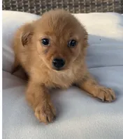 Waffles , a male Chihuahua for sale in Houston, TX – 8 of 9