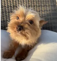 Guero , a male Morkie for sale in Houston, TX – 3 of 7