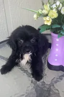 Bentley, a male Maltipoo for sale in Houston, TX – 2 of 9
