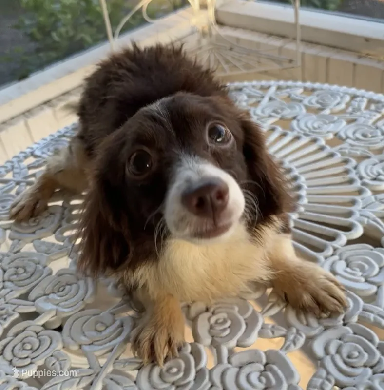 Shasta – Pomchi puppy for sale in Houston, TX