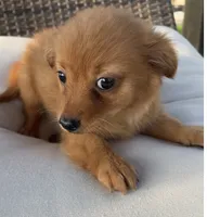 Waffles , a male Chihuahua for sale in Houston, TX – 2 of 9