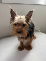 Odin, a male Yorkshire Terrier for sale in Houston, TX – Photo 5 of 10