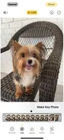 Odin, a male Yorkshire Terrier for sale in Houston, TX – Photo 10 of 10