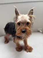 Odin, a male Yorkshire Terrier for sale in Houston, TX – Photo 1 of 10