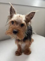 Odin, a male Yorkshire Terrier for sale in Houston, TX – Photo 4 of 10