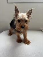 Odin, a male Yorkshire Terrier for sale in Houston, TX – Photo 2 of 10