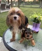 Odin, a male Yorkshire Terrier for sale in Houston, TX – Photo 8 of 10