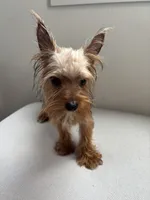 Odin, a male Yorkshire Terrier for sale in Houston, TX – Photo 7 of 10