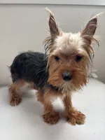 Odin, a male Yorkshire Terrier for sale in Houston, TX – Photo 3 of 10