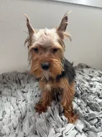 Odin, a male Yorkshire Terrier for sale in Houston, TX – Photo 6 of 10