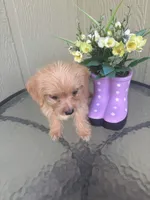 Bella, a female Morkie for sale in Houston, TX – 8 of 8