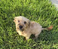 Beau , a male Morkie for sale in Houston, TX – 2 of 6