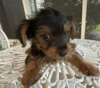 Milo, a male Yorkshire Terrier for sale in Houston, TX – 2 of 7
