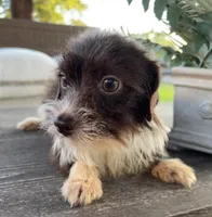 Cocoa , a female Pomchi for sale in Houston, TX – 6 of 6