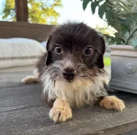 Cocoa , a female Pomchi for sale in Houston, TX – 2 of 6