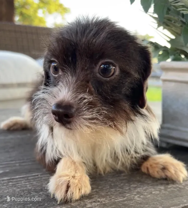 Cocoa  – Pomchi puppy for sale in Houston, TX